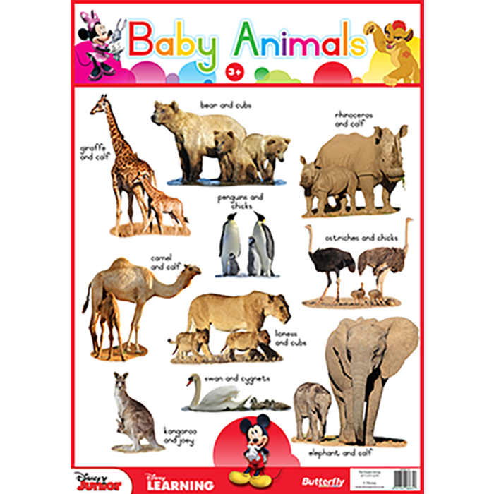 Animal Babies Chart